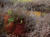 Calluna vulgaris 89, Struikhei, Saxifraga-Hans Boll