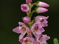 Calluna vulgaris 9, Struikhei, Saxifraga-Jan van der Straaten