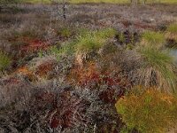 Calluna vulgaris 90, Struikhei, Saxifraga-Hans Boll