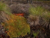 Calluna vulgaris 91, Struikhei, Saxifraga-Hans Boll