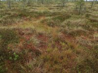 Calluna vulgaris 92, Struikhei, Saxifraga-Hans Boll