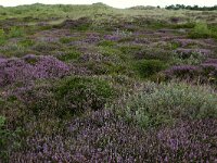 Calluna vulgaris 93, Struikhei, Saxifraga-Hans Boll