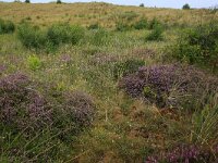 Calluna vulgaris 94, Struikhei, Saxifraga-Hans Boll