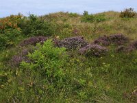 Calluna vulgaris 95, Struikhei, Saxifraga-Hans Boll