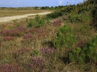 Calluna vulgaris 96, Struikhei, Saxifraga-Hans Boll