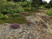 Calluna vulgaris 98, Struikhei, Saxifraga-Hans Boll