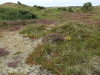 Calluna vulgaris 99, Struikhei, Saxifraga-Hans Boll