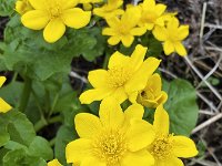 Marsh Marigold (Caltha palustris) flowers  Marsh Marigold (Caltha palustris) flowers : flower, flowers, plant, vascular, flora, floral, nature, natural, , yellow, spring, springtime, marsh marigold, caltha palustris, wild plant, leaf, leaves, outside, outdoor, nobody, no people, many, wild flower, green, growth