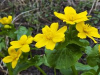 Marsh Marigold (Caltha palustris) flowers  Marsh Marigold (Caltha palustris) flowers : flower, flowers, plant, vascular, flora, floral, nature, natural, , yellow, spring, springtime, marsh marigold, caltha palustris, wild plant, leaf, leaves, outside, outdoor, nobody, no people, many, wild flower, green, growth