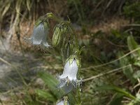 Campanula barbata 11, Saxifraga-Willem van Kruijsbergen