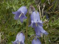 Campanula barbata 12, Saxifraga-Willem van Kruijsbergen