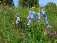 Campanula barbata 15, Saxifraga-Ed Stikvoort