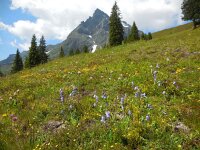Campanula barbata 16, Saxifraga-Ed Stikvoort