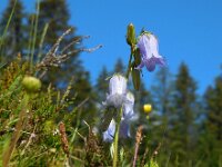Campanula barbata 17, Saxifraga-Ed Stikvoort