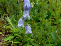 Campanula barbata 18, Saxifraga-Ed Stikvoort