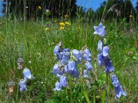 Campanula barbata 19, Saxifraga-Ed Stikvoort