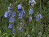 Campanula barbata 2, Saxifraga-Willem van Kruijsbergen