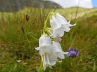 Campanula barbata 20, Saxifraga-Ed Stikvoort