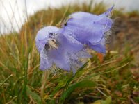 Campanula barbata 22, Saxifraga-Ed Stikvoort