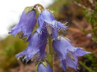 Campanula barbata 23, Saxifraga-Ed Stikvoort