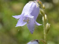 Campanula barbata 24, Saxifraga-Simone van Velzen