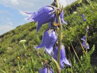 Campanula barbata 25, Saxifraga-Harry Jans