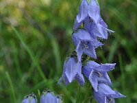 Campanula barbata 26, Saxifraga-Harry Jans