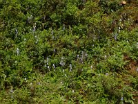 Campanula barbata 28, Saxifraga-Ed Stikvoort