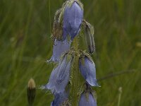 Campanula barbata 3, Saxifraga-Willem van Kruijsbergen