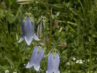 Campanula barbata 4, Saxifraga-Willem van Kruijsbergen
