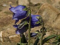Campanula barbata 5, Saxifraga-Willem van Kruijsbergen