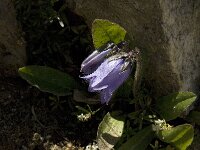 Campanula barbata 7, Saxifraga-Jan van der Straaten