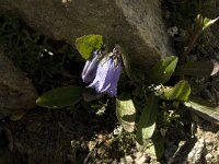 Campanula barbata 8, Saxifraga-Jan van der Straaten