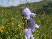 Campanula barbata 9, Saxifraga-Jeroen Willemsen
