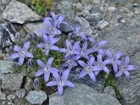 Campanula cenisia 9, Saxifraga-Harry Jans