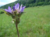 Campanula cervicaria 2, Saxifraga-Jasenka Topic