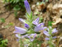 Campanula cervicaria 8, Saxifraga-Rutger Barendse