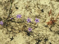 Campanula dieckii 2, Saxifraga-Jan van der Straaten