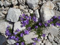Campanula hercegovina 2, Saxifraga-Jasenka Topic