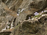 Campanula incurva 2, Saxifraga-Harry Jans