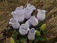 Campanula incurva 5, Saxifraga-Harry Jans