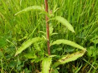 Campanula medium 17, Marietteklokje, Saxifraga-Rutger Barendse