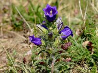 Campanula medium 18, Marietteklokje, Saxifraga-Sonja Bouwman  1011. Mariëtteklokje - Campanula medium - Campanulaceae familie (zw)