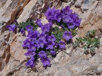 Campanula morettiana 10, Saxifraga-Harry Jans