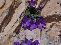 Campanula morettiana 11, Saxifraga-Harry Jans