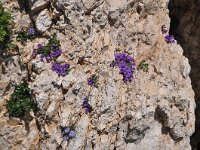Campanula morettiana 13, habitat, Saxifraga-Harry Jans