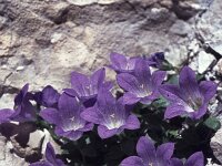 Campanula morettiana 2, Saxifraga-Eugen Schaub