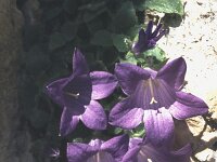 Campanula morettiana 3, Saxifraga-Eugen Schaub