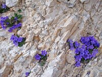 Campanula morettiana 4 Saxifraga-Luuk Vermeer