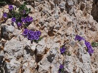 Campanula morettiana 5, habitat, Saxifraga-Harry Jans